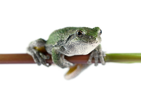 灰树青蛙白色灰色水平植物树蛙动物绿色背景图片