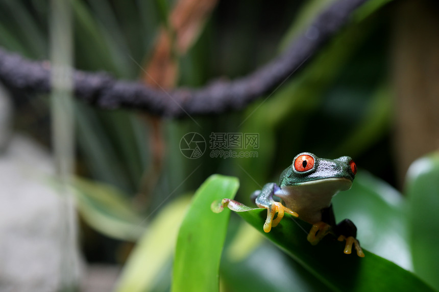 红眼树蛙野生动物植物眼睛红色绿色丛林热带雨林青蛙叶子图片
