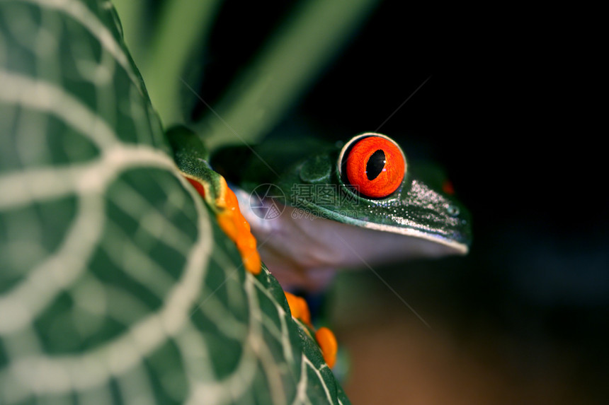 红眼树青蛙雨林红色植物野生动物绿色眼睛热带丛林气候树蛙图片