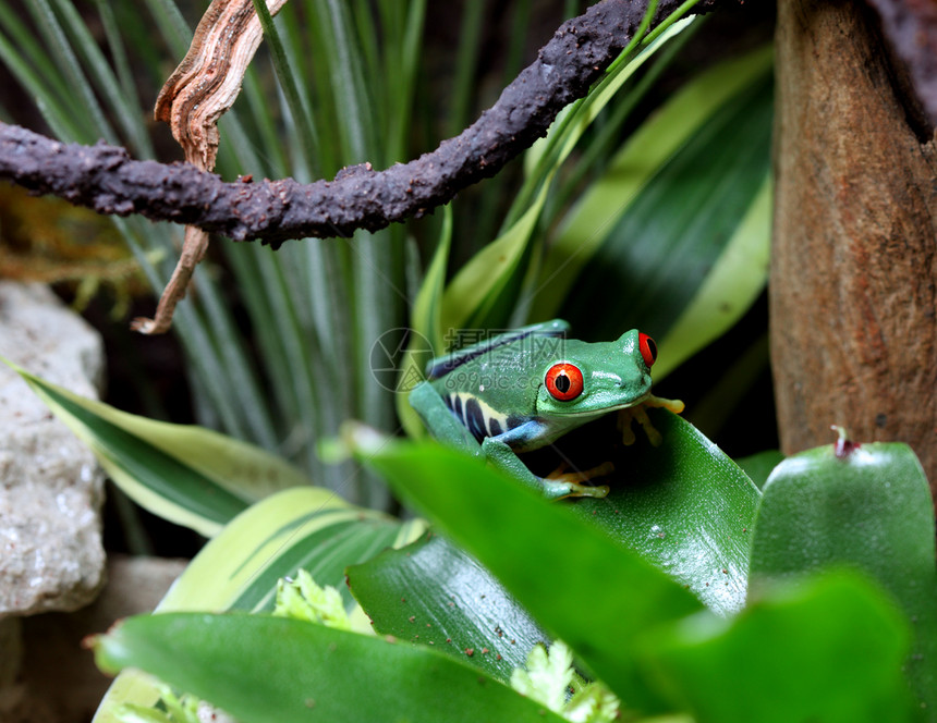 红眼树青蛙植物气候树蛙雨林眼睛绿色藤蔓丛林动物热带图片