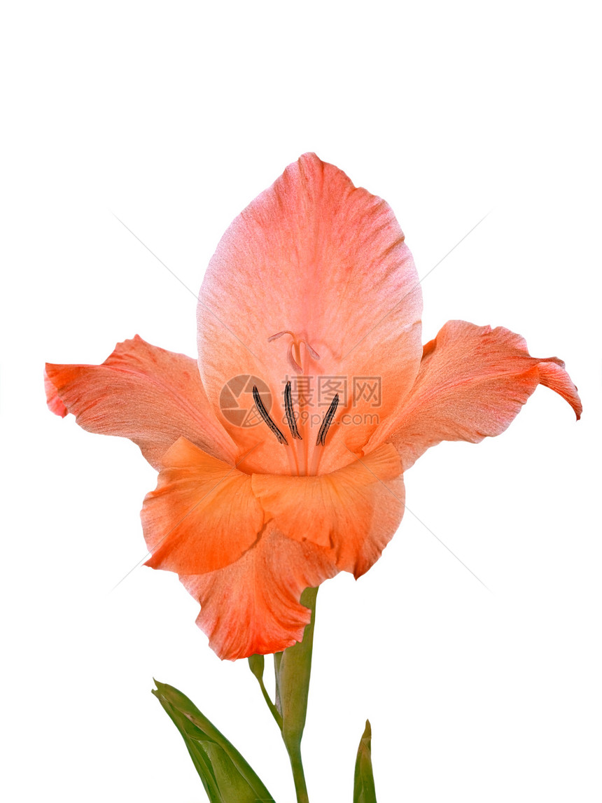 白上孤立的Gladiolus图片