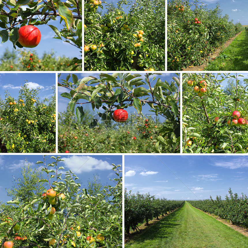 苹果和果园细节的混合拼图图片