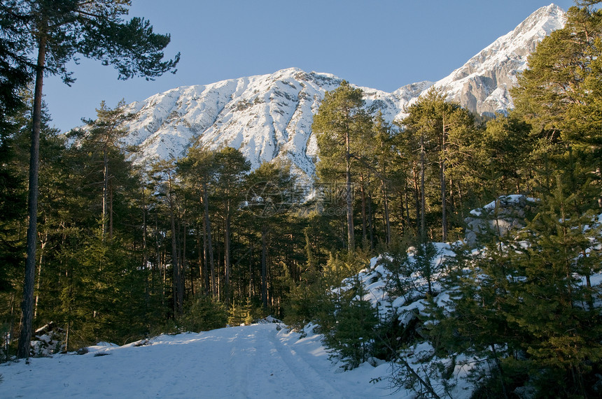 冬季森林与山区图片