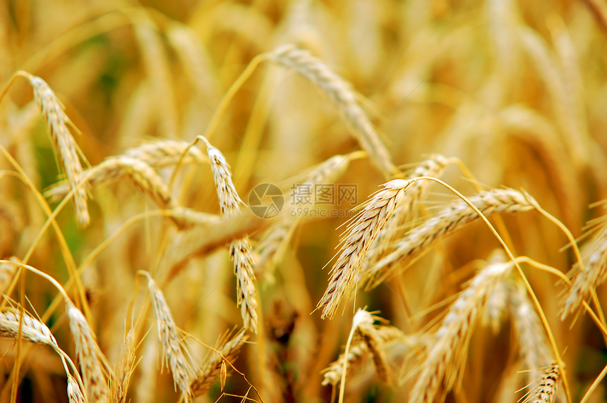 小麦田收成玉米种子粮食小麦植物日落尖刺场地黄色图片