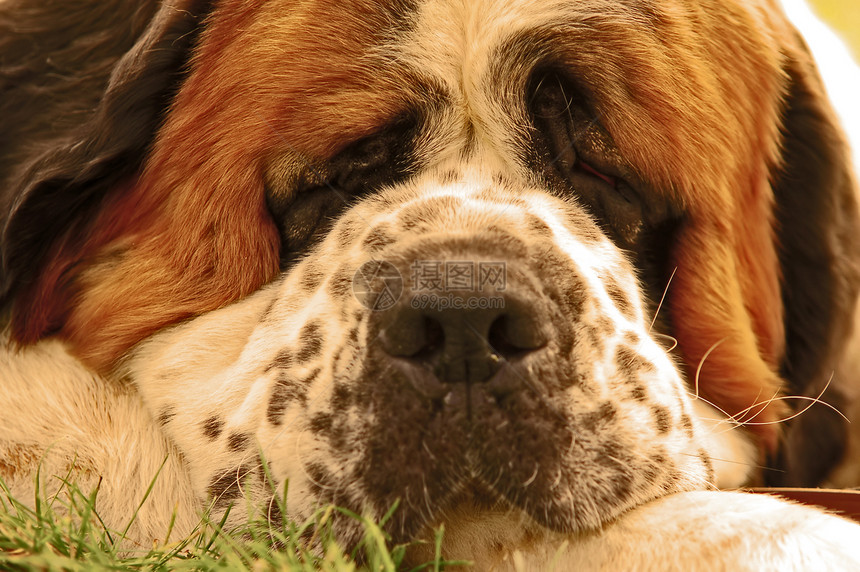 狗躺在草地上毛皮宠物乐趣犬类血统动物朋友哺乳动物伴侣头发图片