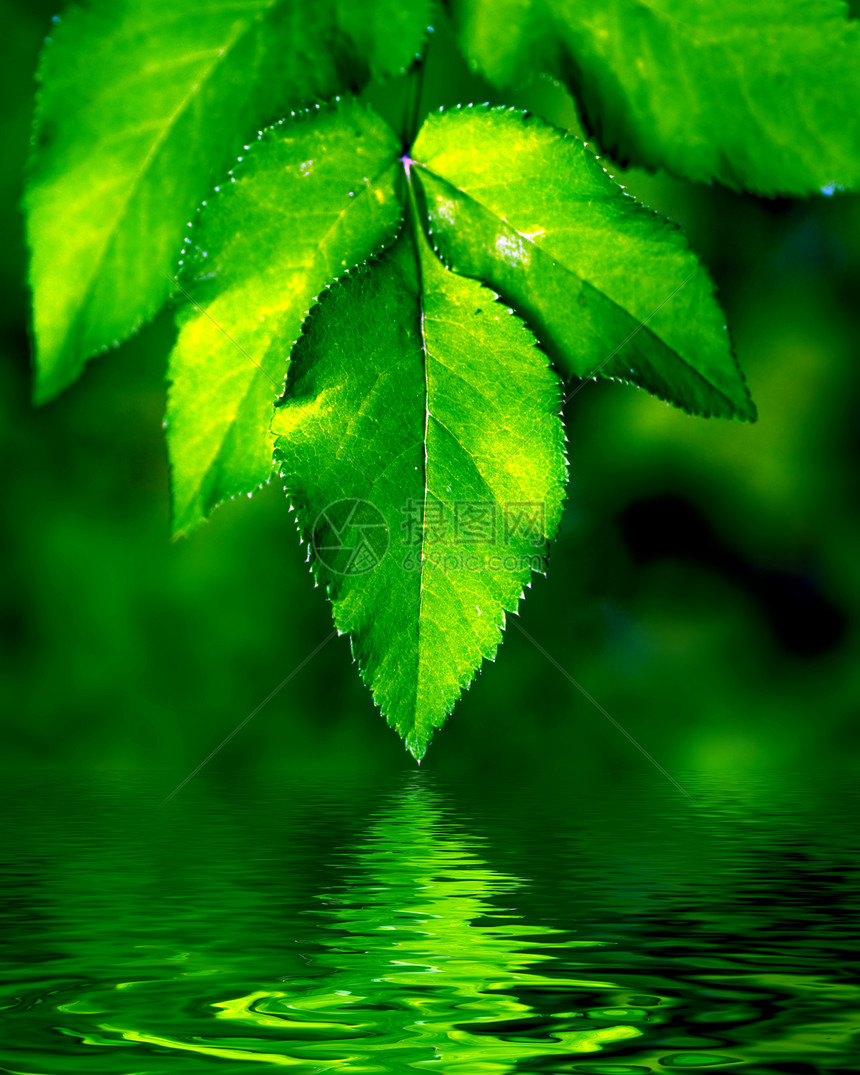 天然树叶背景反射植物季节叶子生态环境美丽植物群植物学宏观图片