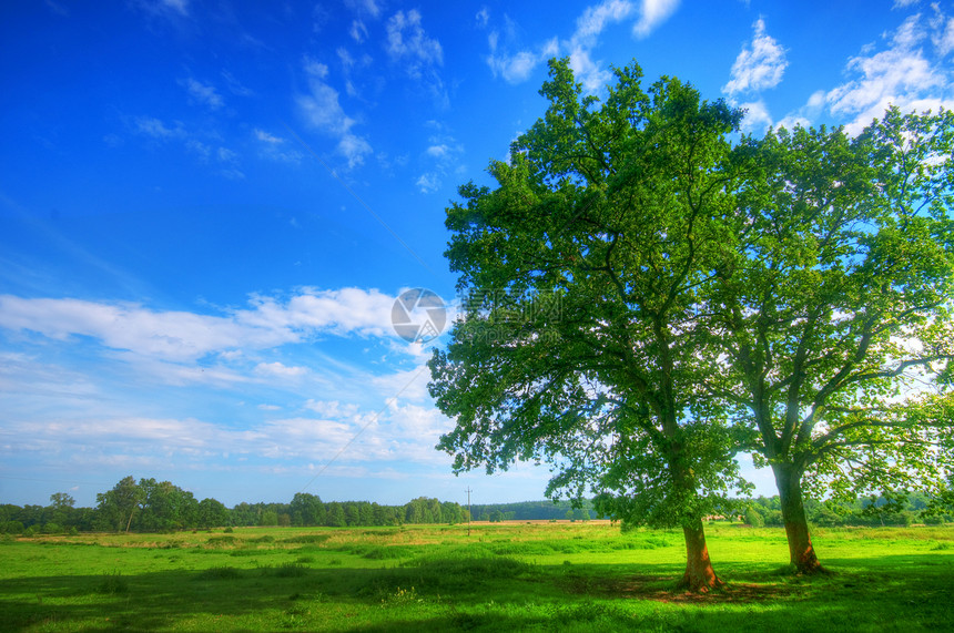 夏季田地上的树土地生态植物阳光季节天气橡木叶子国家蓝色图片