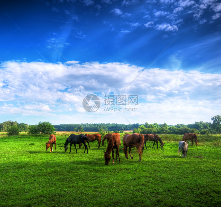 野马在田野上骑野马蓝色野生动物小马牧场宠物森林荒野母马草地天空图片