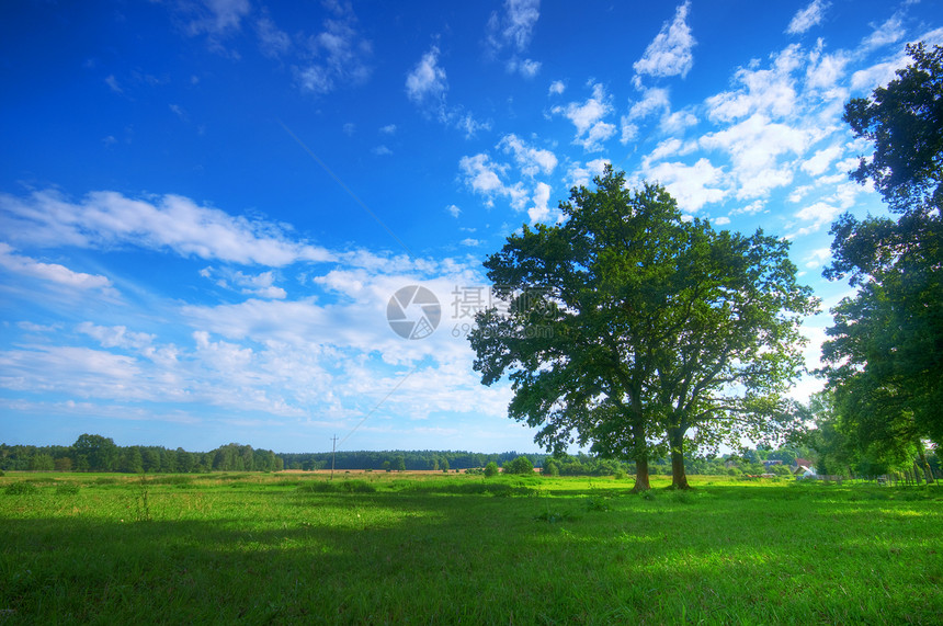 夏季田地上的树土地阳光场地生态橡木植物天空季节环境农村图片