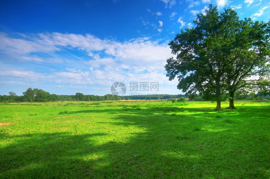 夏季田地上的树叶子地平线远景草地蓝色阳光农村土地天气生态图片