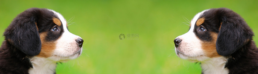 伯尔尼山狗肖像动物朋友血统犬类忠诚绿色小狗伴侣猎犬毛皮图片