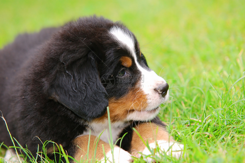 伯尔尼山狗肖像血统朋友头发忠诚绿色犬类毛皮哺乳动物猎犬牧羊犬图片