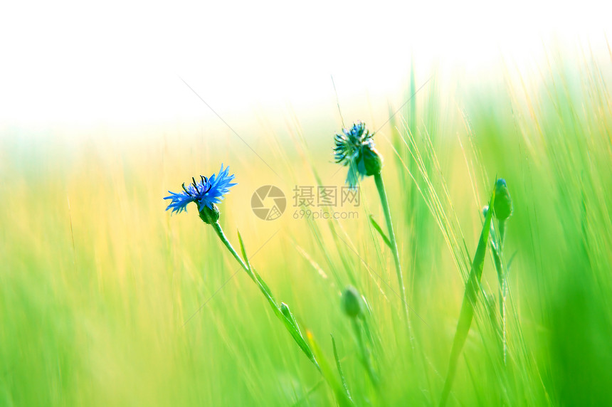 新鲜草地背景天气太阳生长天空场地植物乐趣阳光蓝色童年图片