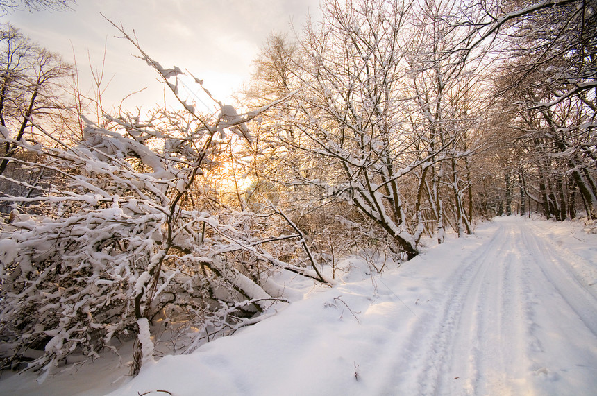 冬季白林国家公园阳光森林晴天冻结木头场景日落树木图片