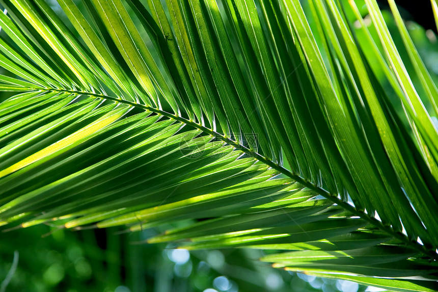 热带棕榈叶框架阴影晴天太阳树叶阳光线条墙纸植物学生长图片