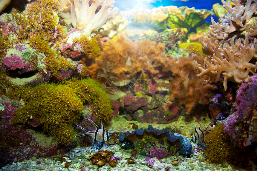 水下生物 珊瑚礁 鱼类珊瑚旅游海洋潜水动物异国情调蓝色旅行热带图片