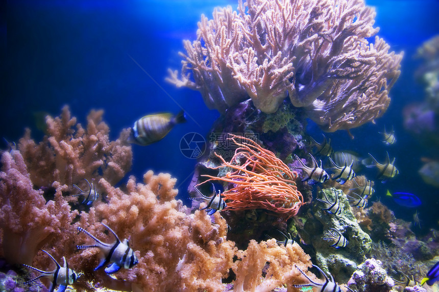 水下生物 珊瑚礁 鱼类蓝色红色旅游潜水海洋热带珊瑚异国假期野生动物图片