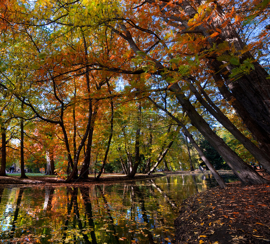 秋天公园有落叶的巷子衬套森林金子闲暇太阳叶子魔法植物树木池塘图片