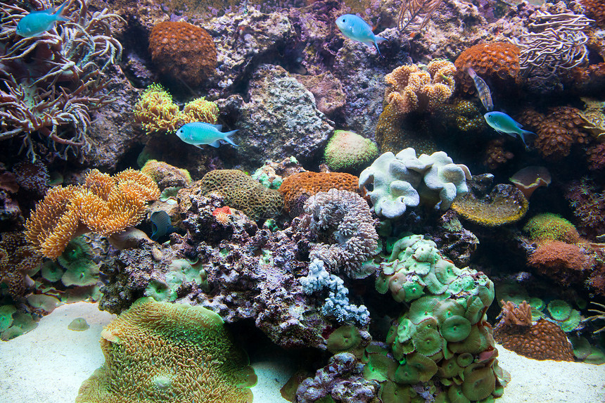 水下观点 鱼类 珊瑚礁阳光潜水生活珊瑚水族馆蓝色动物旅游热带天堂图片