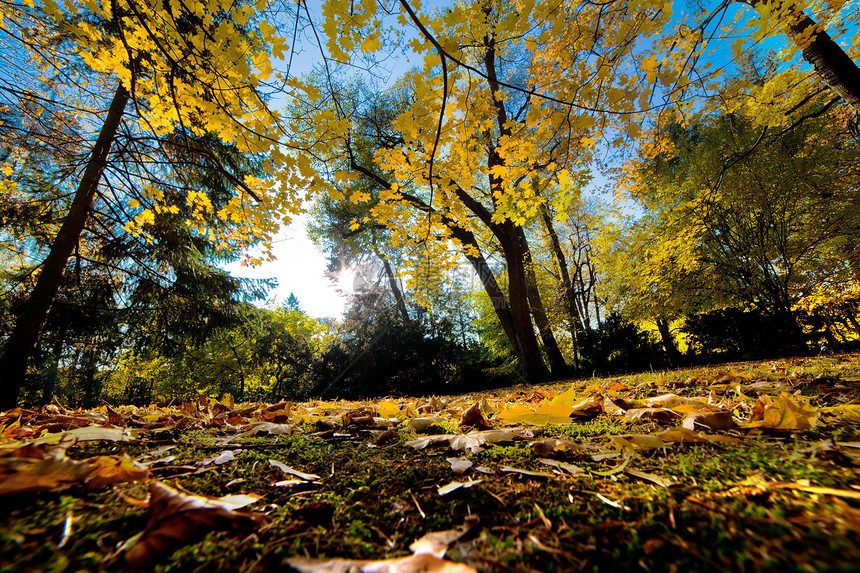 秋秋公园 落叶树叶小路季节衬套闲暇树木公园太阳晴天植物图片