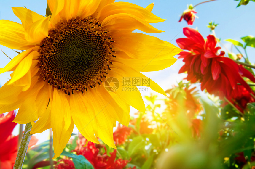 花园里的春花天空植物学植物群院子蓝色园艺公园花朵晴天草地图片