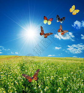蓝色雏菊色彩多彩的 buttetfly 弹簧场橙子魔法昆虫植物草地土地花园芳香天空自由背景