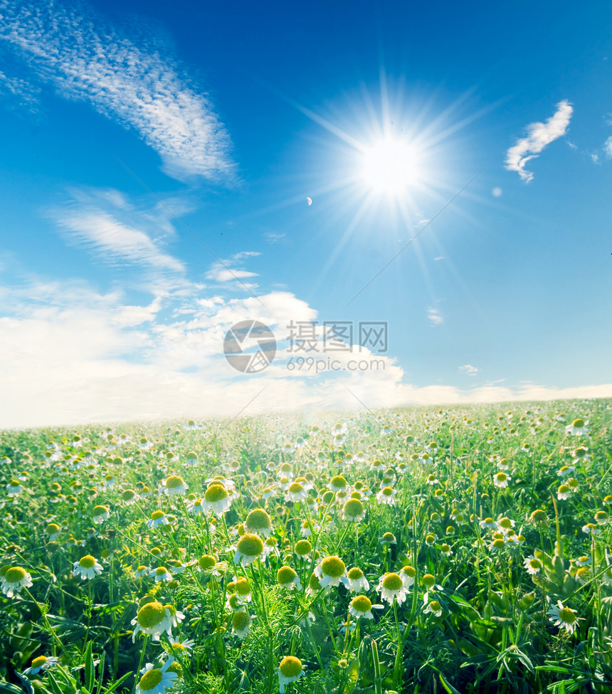 阳光灿蓝的天空下春草地图片