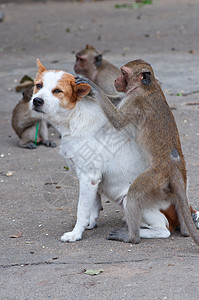 猴子和小鸟猴子在狗中检查跳蚤和虱子哺乳动物森林猕猴荒野栖息地动物少年猿猴友谊蜱虫背景