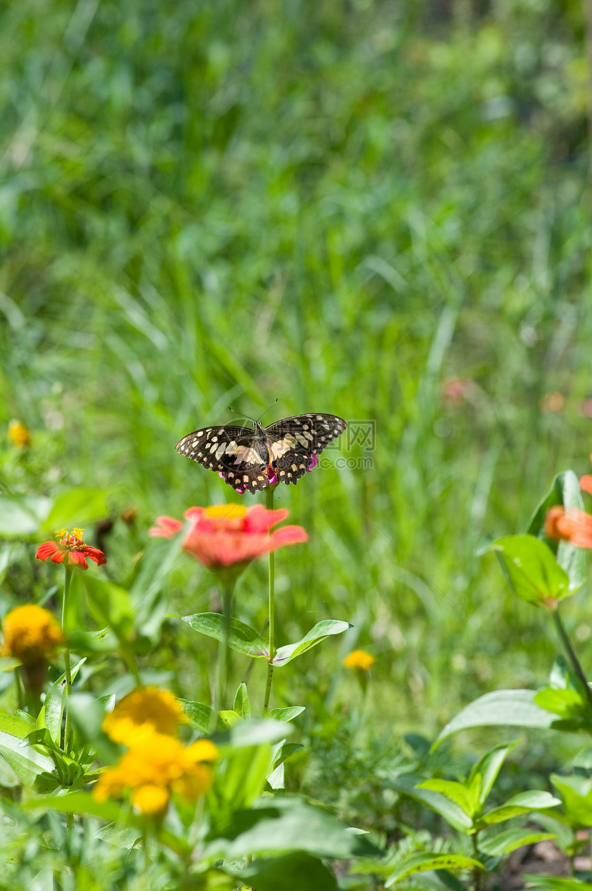 皇帝蝴蝶在花朵上宏观航班荒野花园植物昆虫阳光橙子热带图片
