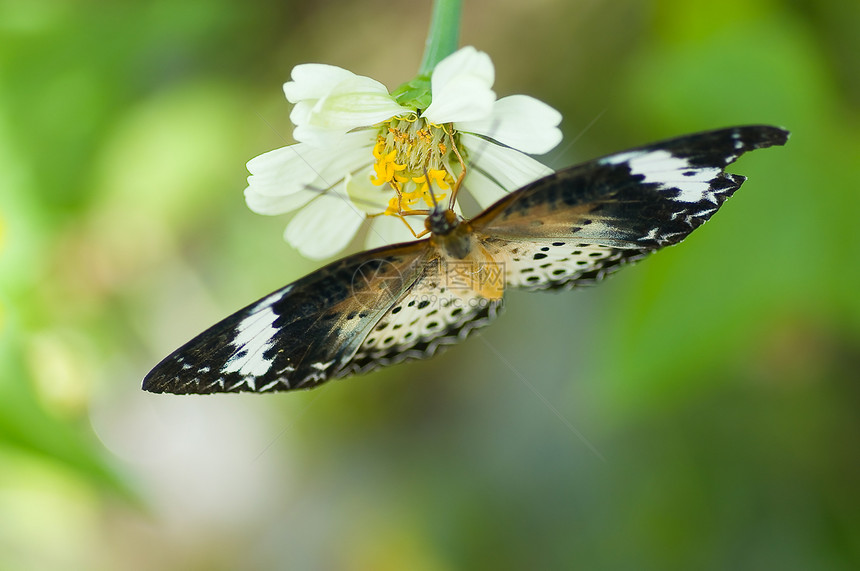 皇帝蝴蝶在花朵上阳光昆虫荒野航班橙子宏观植物热带花园图片
