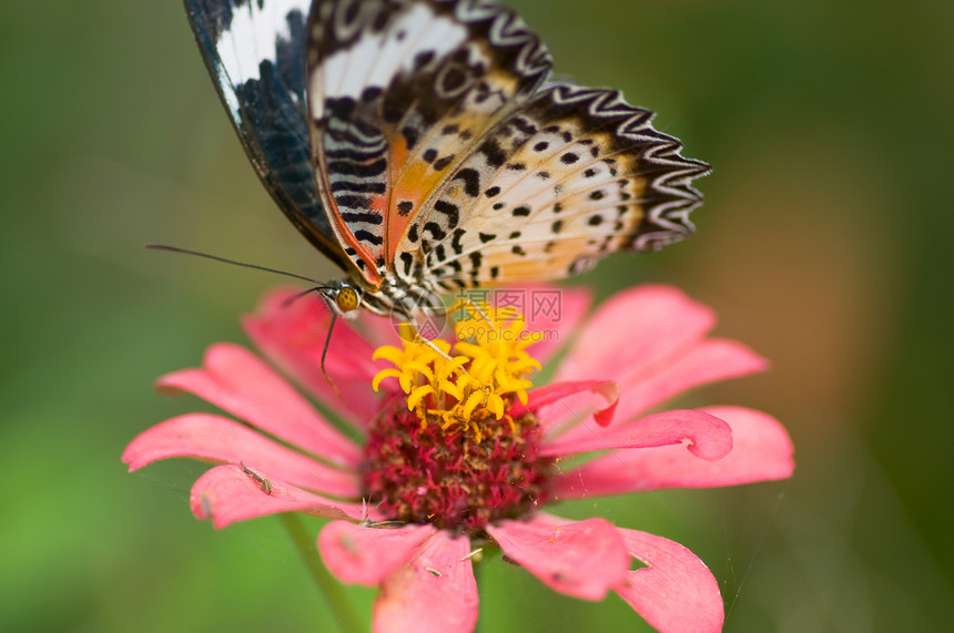 皇帝蝴蝶在花朵上昆虫荒野宏观橙子航班热带植物花园阳光图片