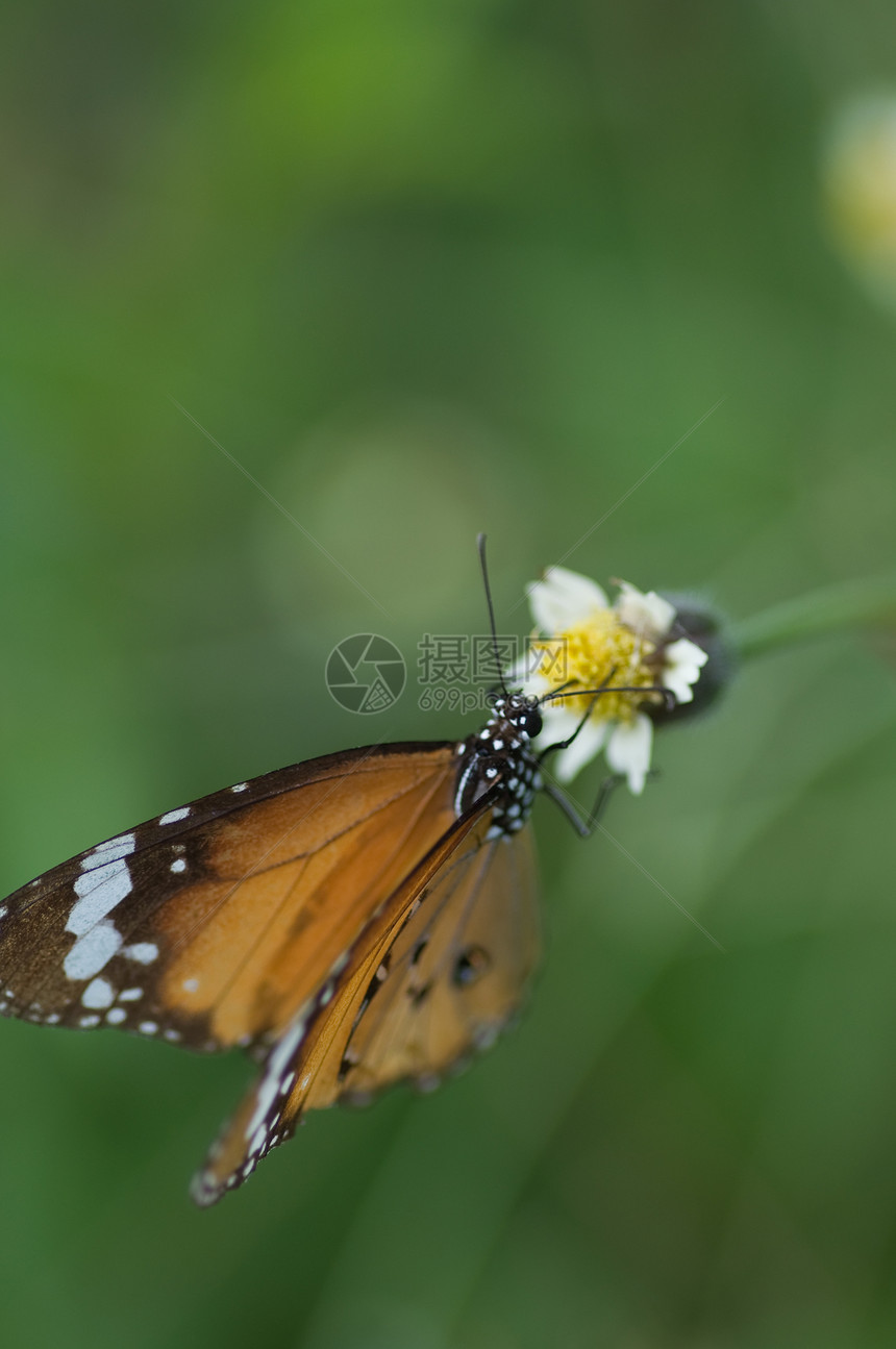 花上蝴蝶花园阳光橙子荒野昆虫航班热带宏观植物图片