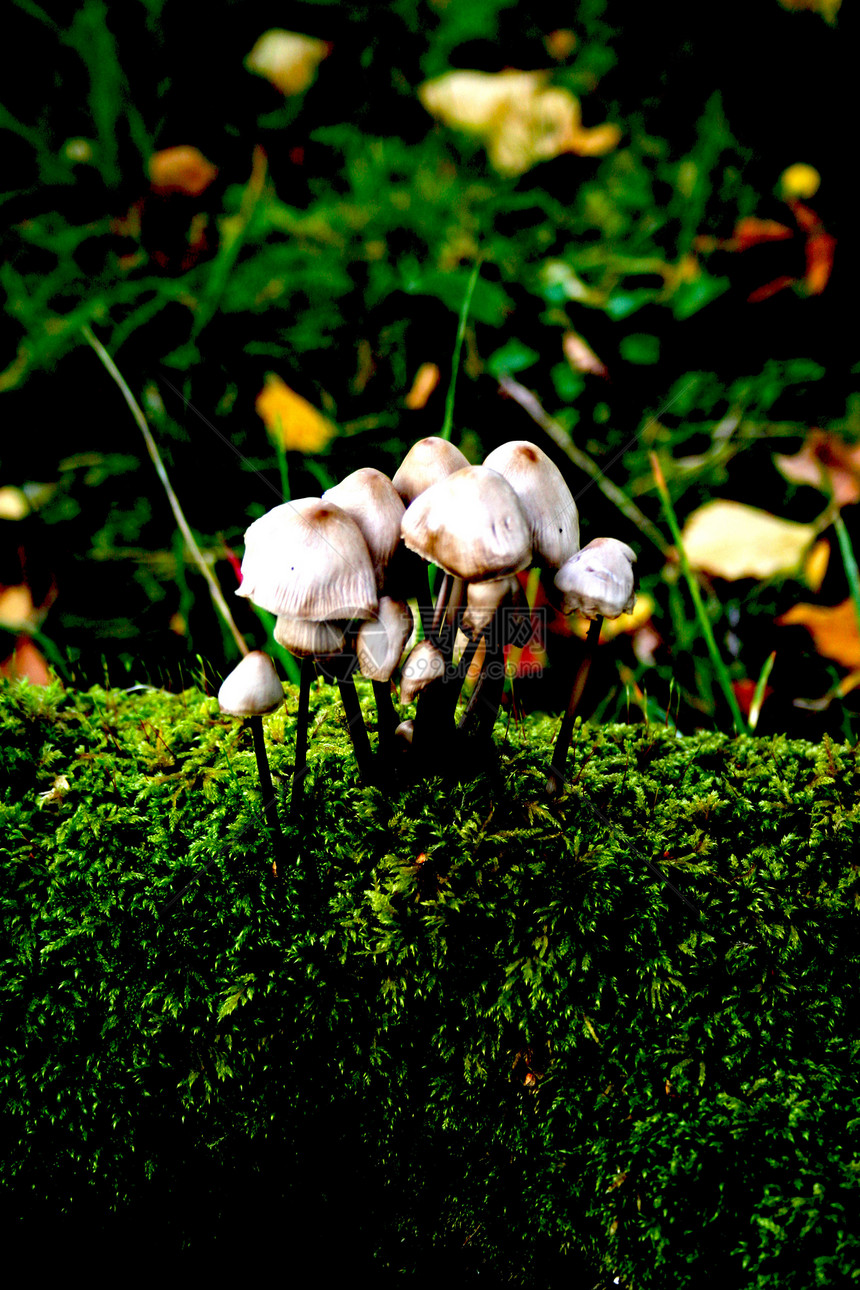 蘑菇主持人格伦绿色植物图片