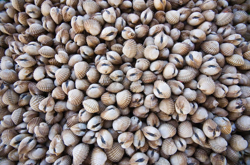 小海壳壳类贝壳收藏甲壳教育生活市场海洋生产海滩图片