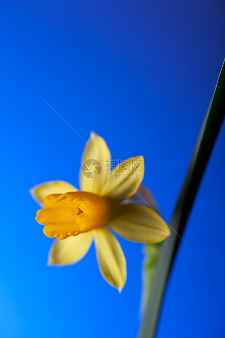 特写自恋花朵水仙蓝色黄色叶子季节性季节花瓣植物图片