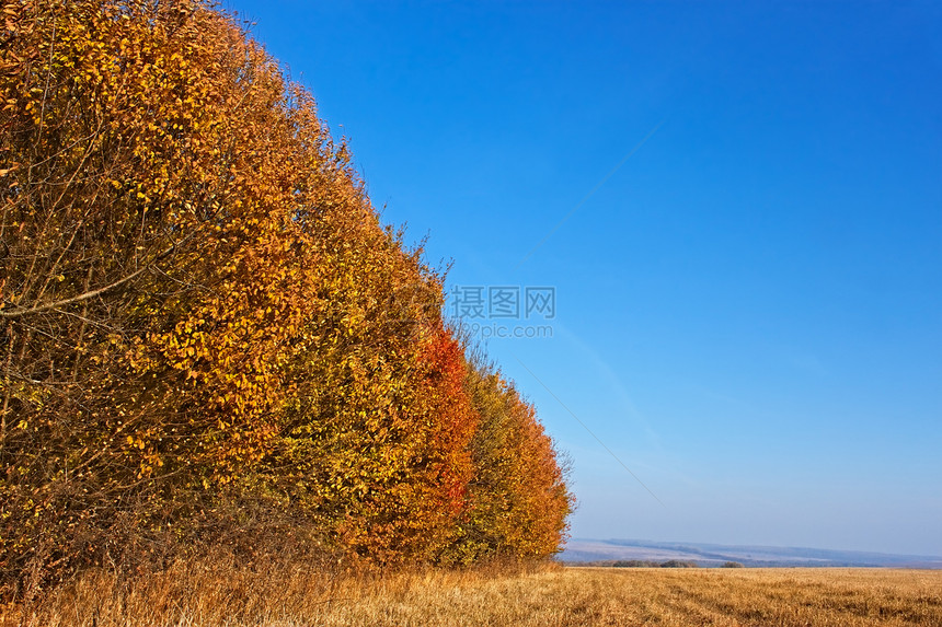 秋季风景树叶土地谷物全景橙子草地场地植物群农场农村图片