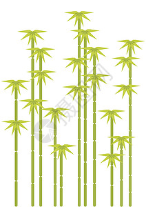 竹树叶子植物插图程式化白色绿色背景图片