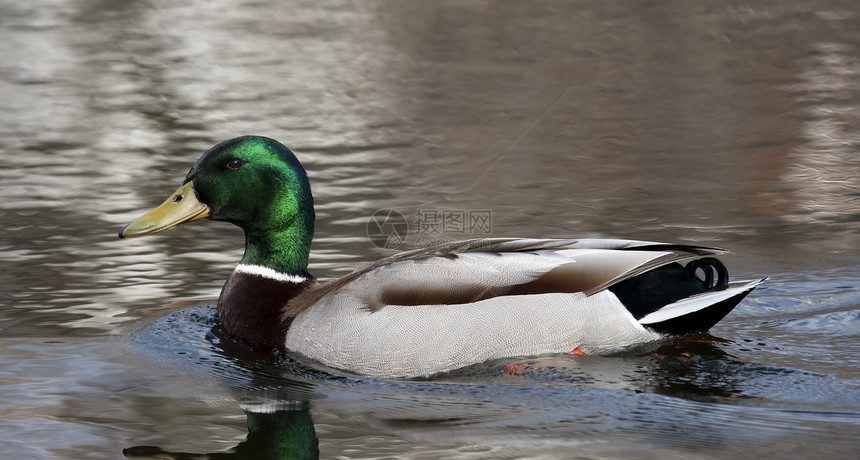 马里马拉德游泳鸭子公园男性棕色反射羽毛池塘水禽绿色季节性图片