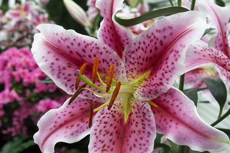 芙丽芳丝百合花开花高清图片