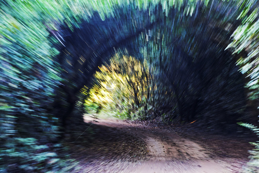 蓝色树隧道图片