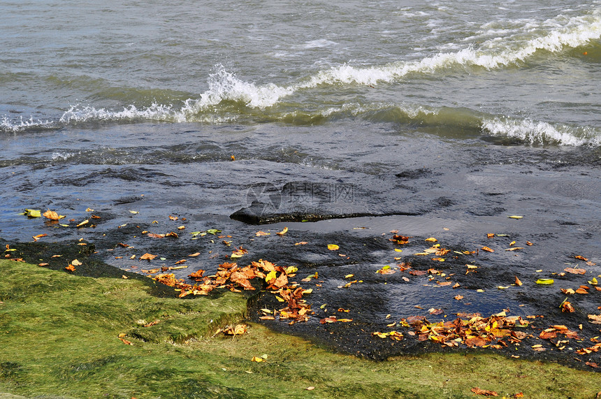 藻叶和水绿色叶子岩石苔藓海浪湖岸波浪银行树叶图片