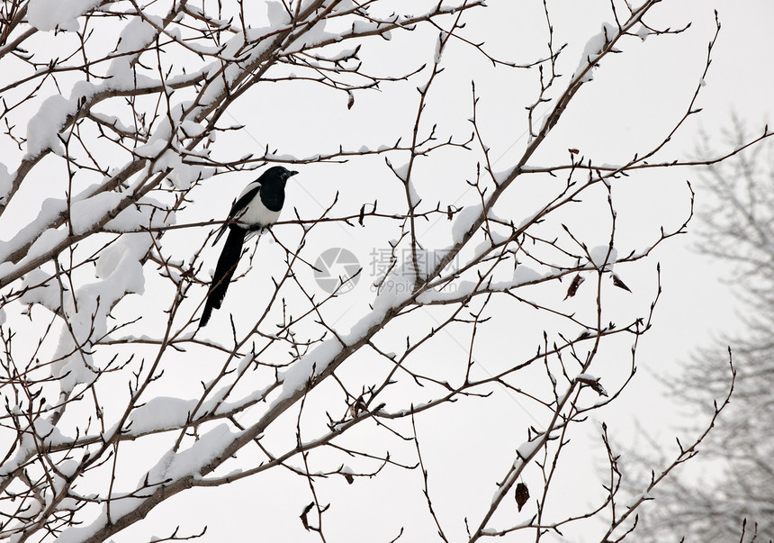 黑卷岩浆缠在一棵树上冻结羽毛鸟类季节农村动物黑与白动物群森林乌鸦图片