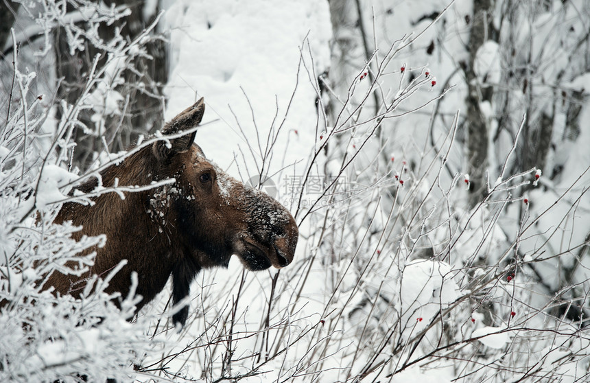 一只驼鹿的冬季肖像图片