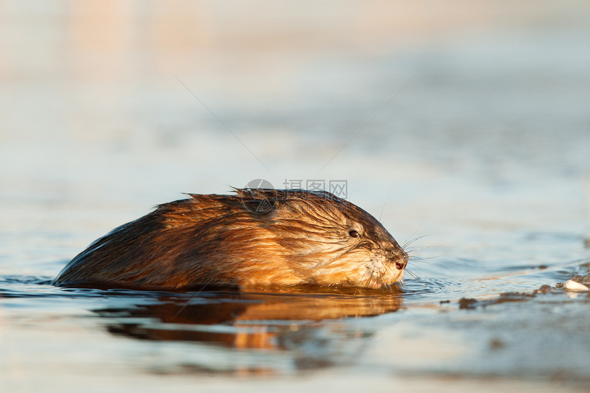 山鼠从水里出来野生动物爪子季节日出荒野日落沼泽生物太阳液体图片