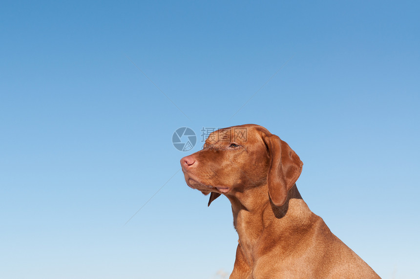 Vizsla Dog (匈牙利指针) 蓝天图片