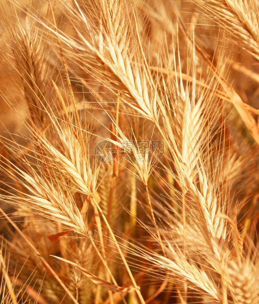 黄金耳朵作为背景面包稻草生产玉米粮食核心植物食物生长尖刺图片