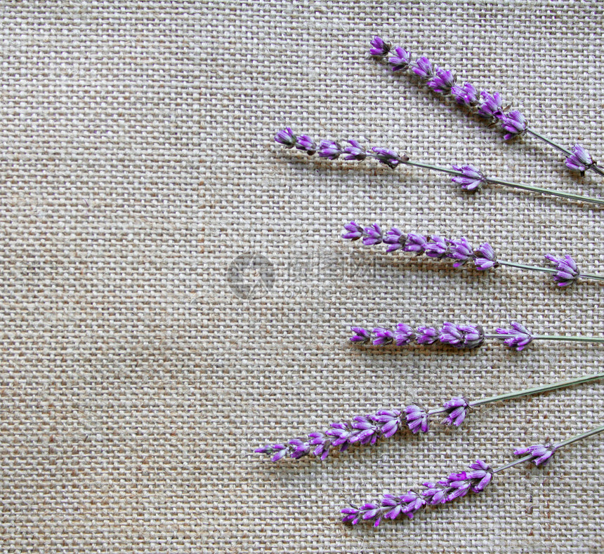 麻布背景的紫色花朵草本植物药品植物芳香花园植物群香味薰衣草园艺气味图片