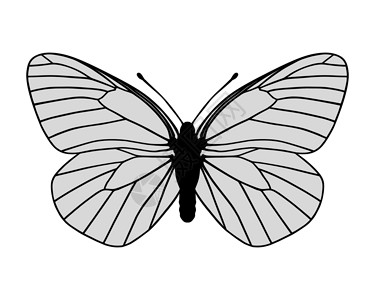 白蝴蝶插图翅膀昆虫黑色静脉动物白色灰色背景图片