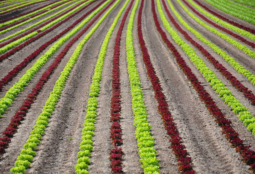 发生字段场地土壤绿色植物农业收成红色农场蔬菜沙拉图片
