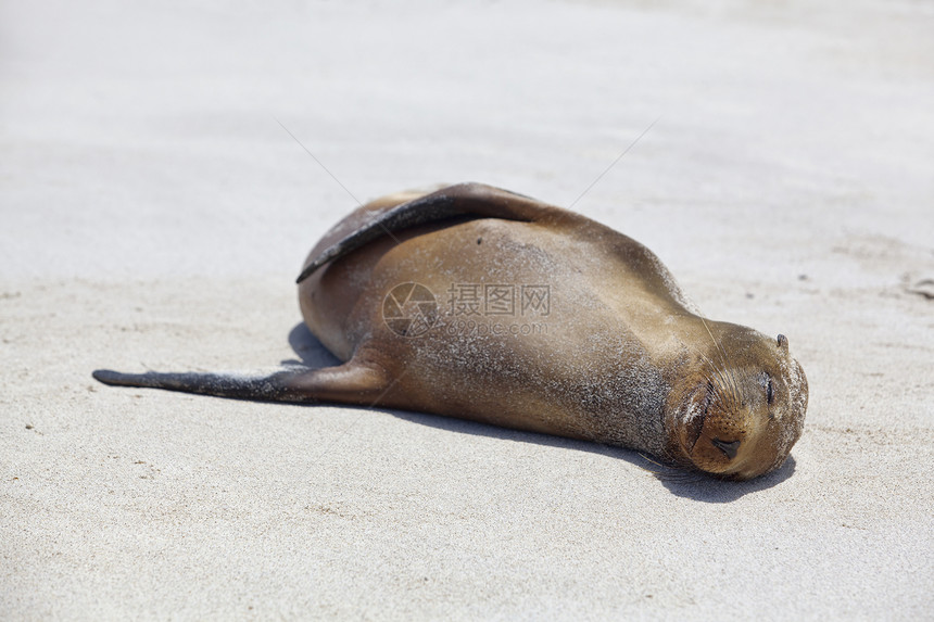 海狮殖民地濒危海豹动物海滩野生动物晶须毛皮天堂哺乳动物海洋图片